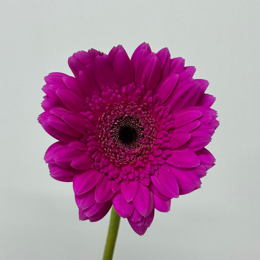 Gerbera - Dark Purple