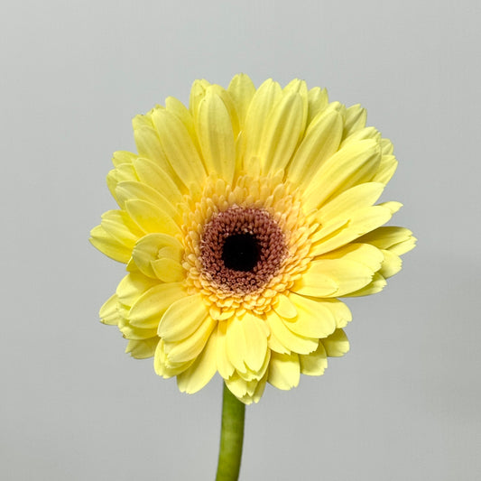 Gerbera - Milky