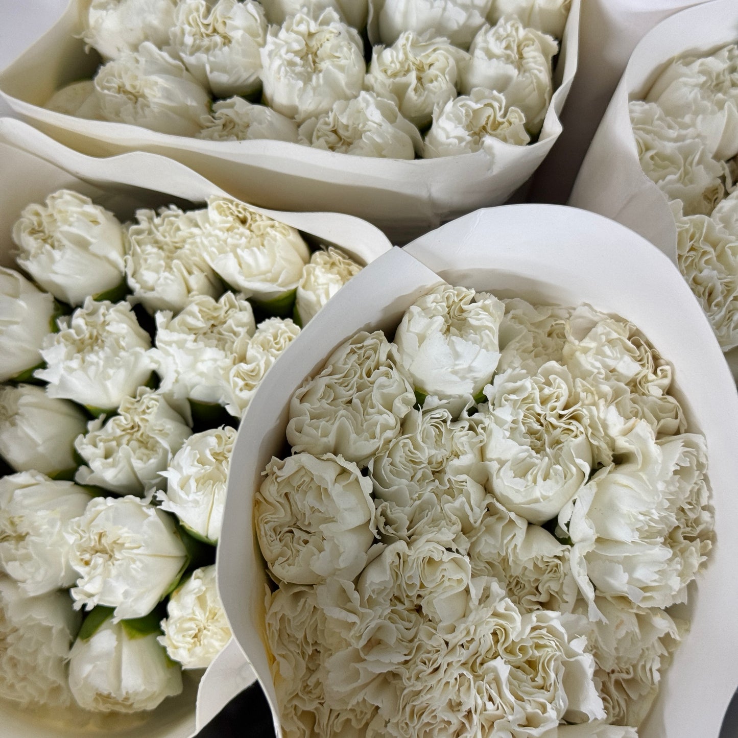 Carnation - White