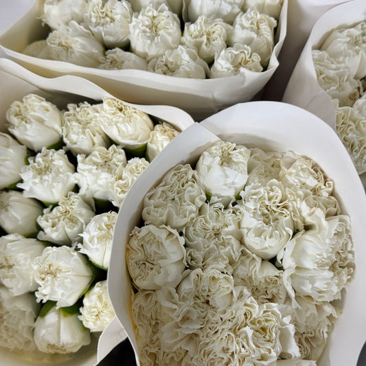 Carnation - White
