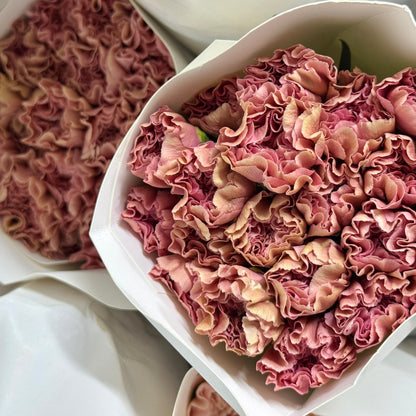Carnation - Dusty Pink 粉墨