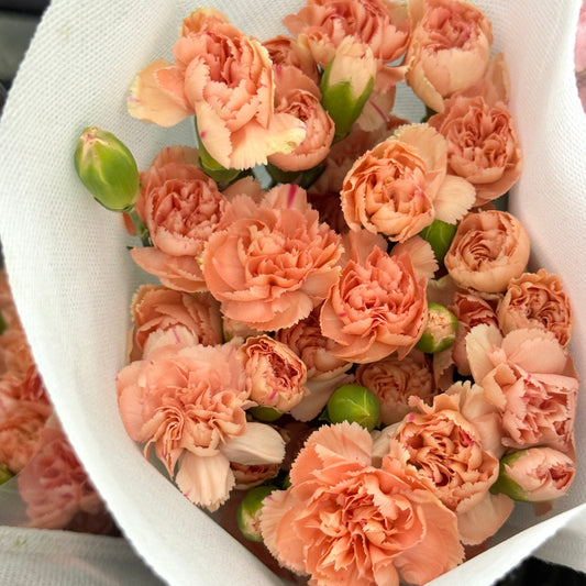 Carnation Spray - Light Orange