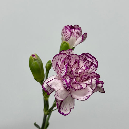 Carnation Spray - White Violet 多瑙河