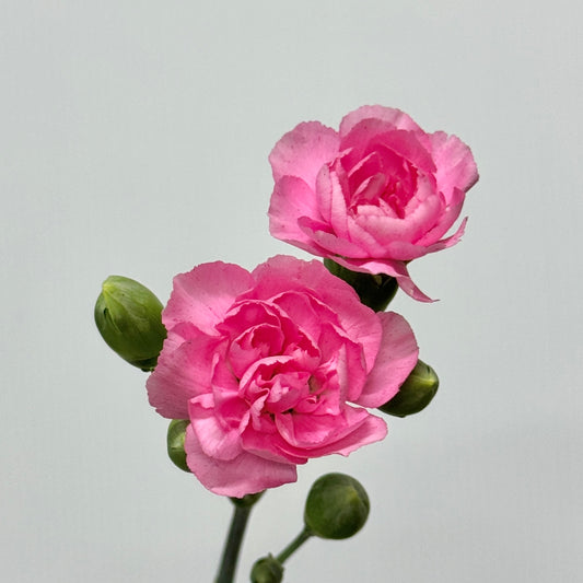 Carnation Spray - Pearl Pink 珍珠粉
