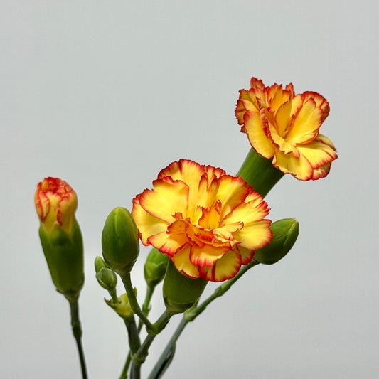 Carnation Spray - Samba 桑巴