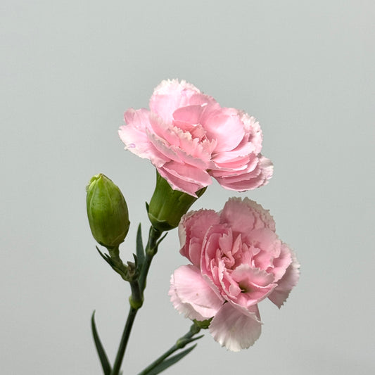Carnation Spray - Pink Tessino 粉太子