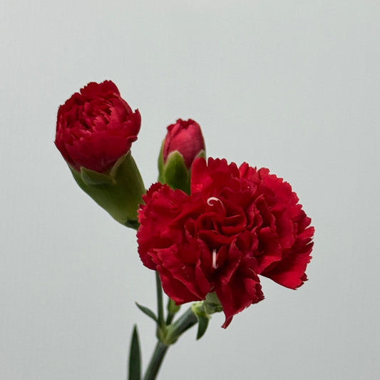 Carnation Spray - Red