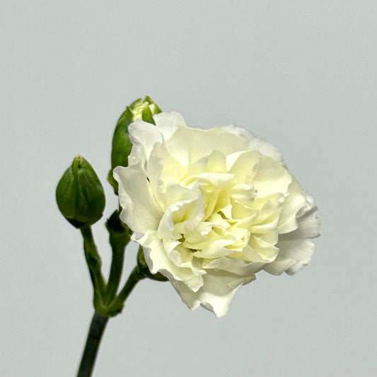 Carnation Spray - White