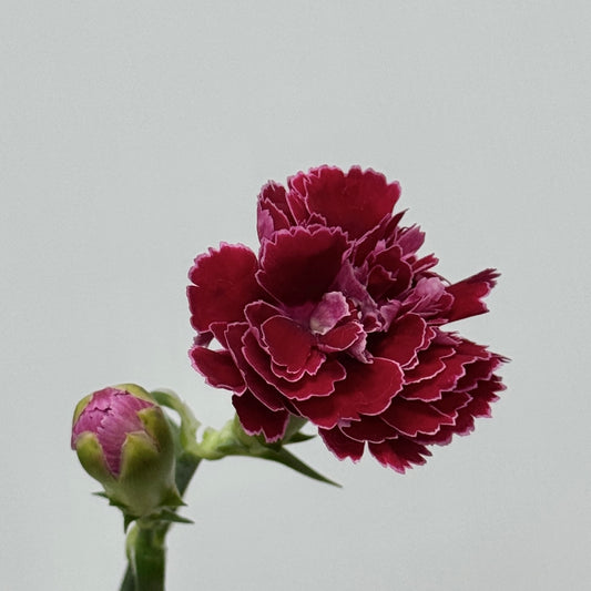 Carnation Spray - Dianthini 紫蝴蝶