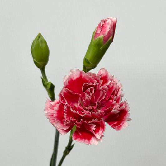 Carnation Spray - Red White 斯嘉丽