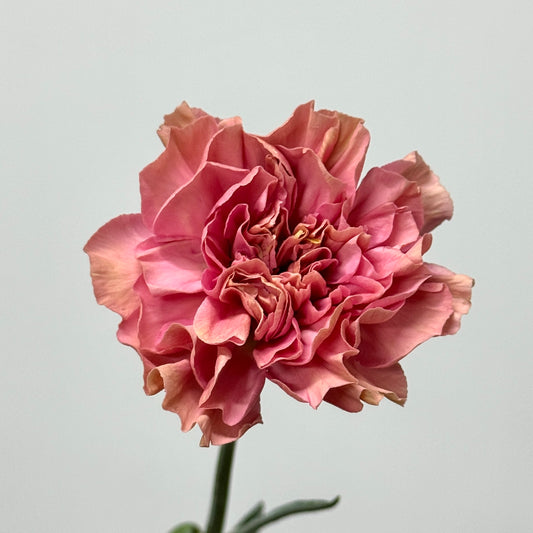 Carnation - Dusty Pink 粉墨