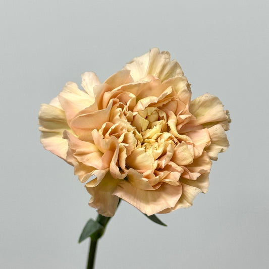 Carnation - Reg Malone 雷格马龙
