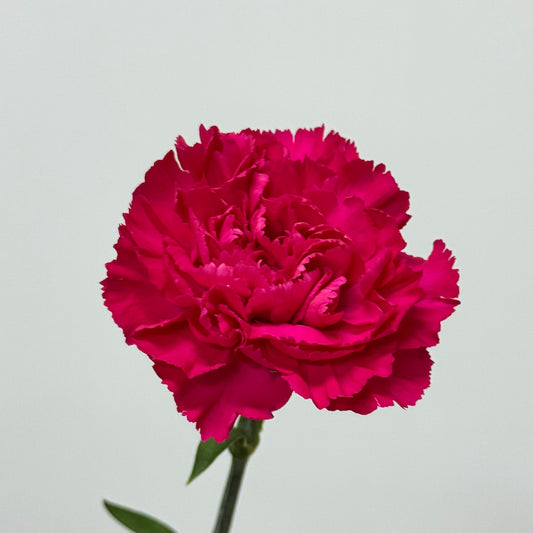 Carnation - Freud 弗洛伊德