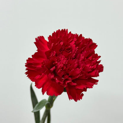 Carnation - Red