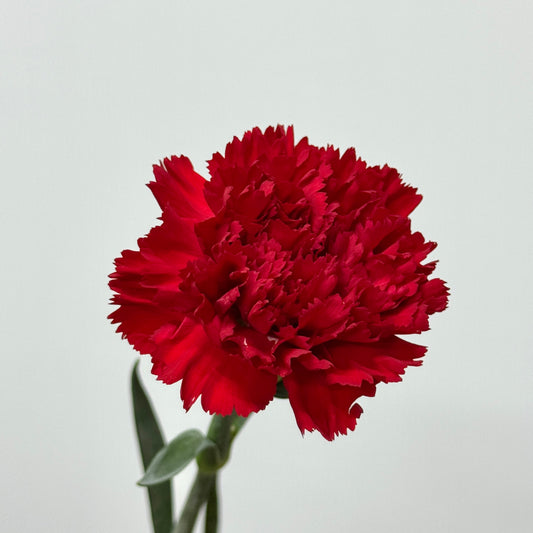 Carnation - Red
