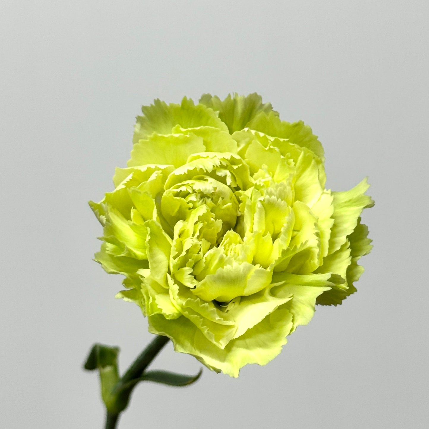 Carnation - Green