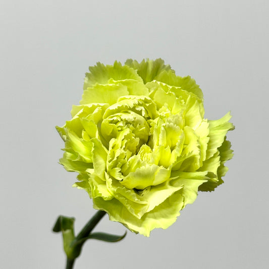 Carnation - Green