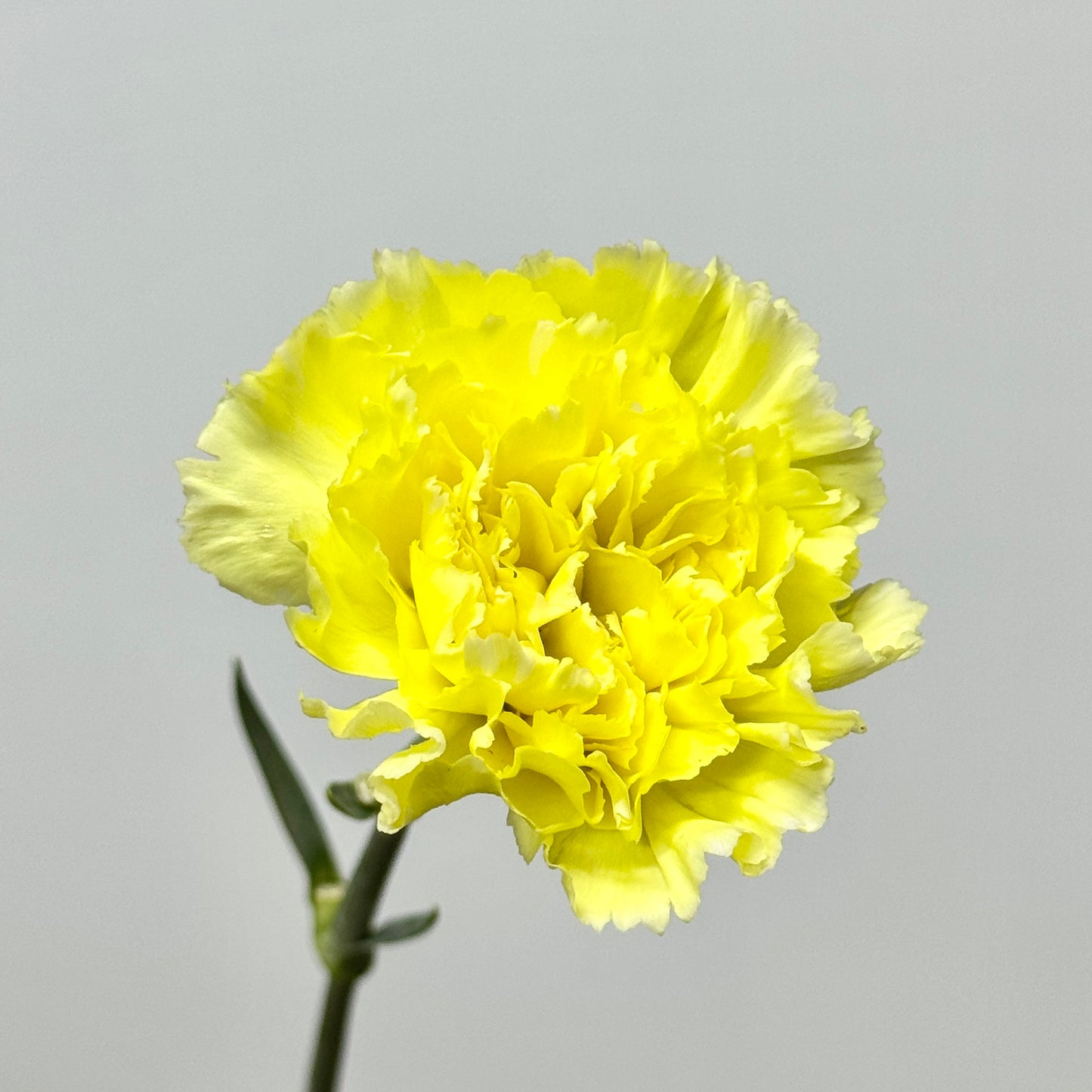 Carnation - Yellow