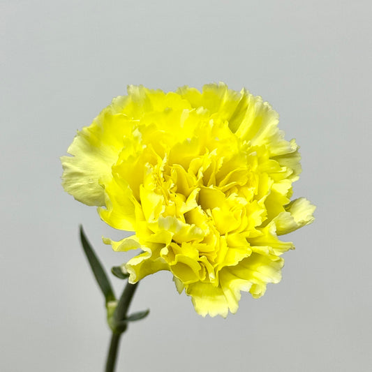 Carnation - Yellow