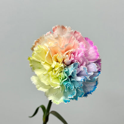 Carnation Dyed - Rainbow 彩虹