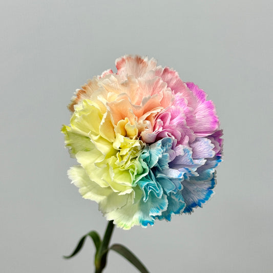 Carnation Dyed - Rainbow 彩虹