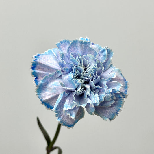 Carnation Dyed - Moonlight 午夜蓝