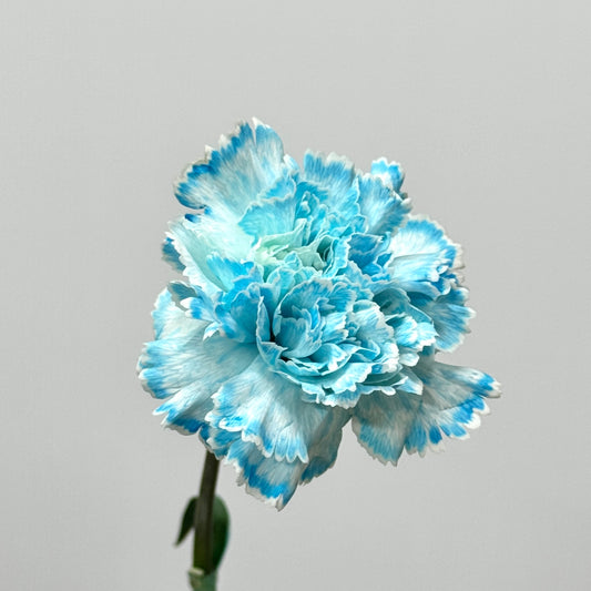 Carnation Dyed - Sea Salt Blue 海盐蓝