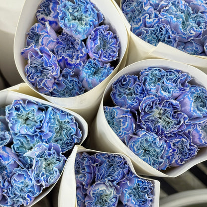 Carnation Dyed - Moonlight 午夜蓝