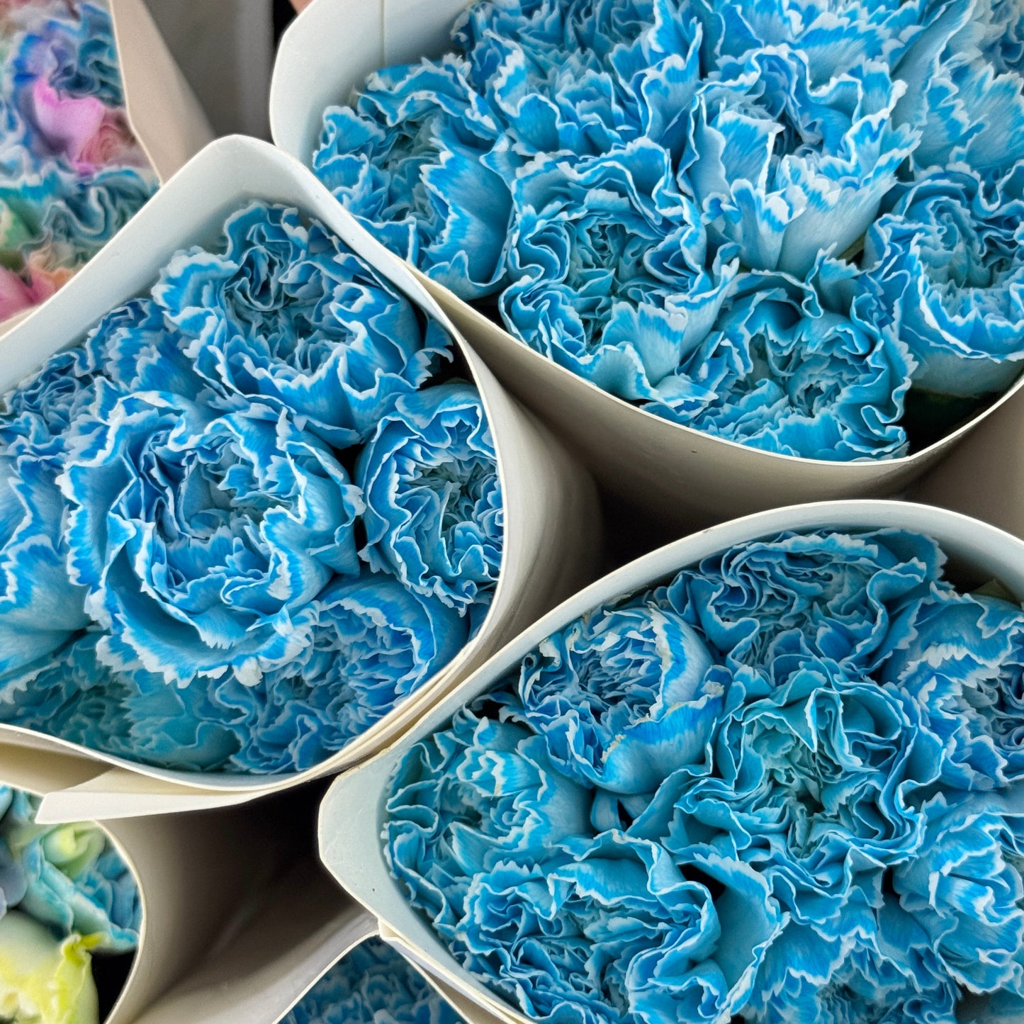 Carnation Dyed - Sea Salt Blue 海盐蓝