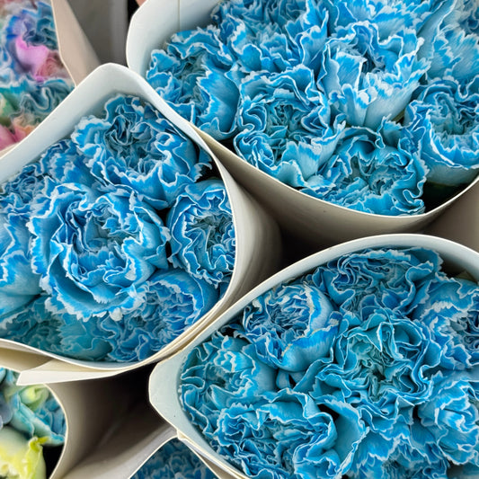 Carnation Dyed - Sea Salt Blue 海盐蓝