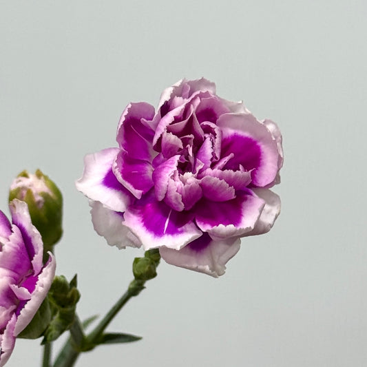 Carnation Spray - Purple White 时尚太子