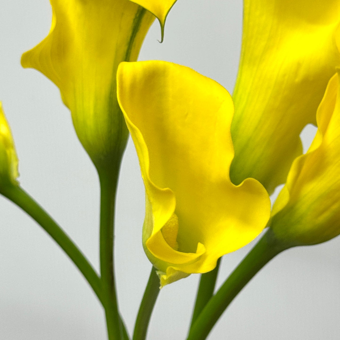 Calla Lily - Yellow