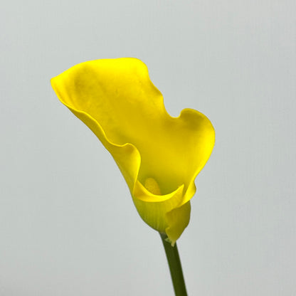 Calla Lily - Yellow