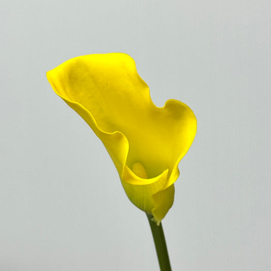 Calla Lily - Yellow