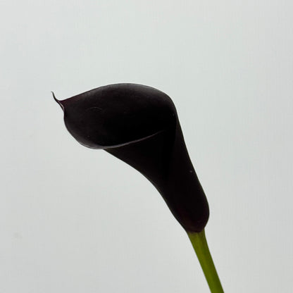 Calla Lily - Black