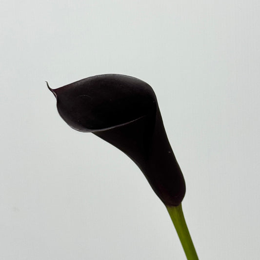 Calla Lily - Black