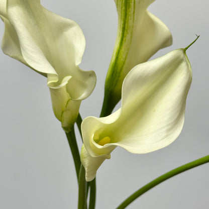 Calla Lily - White