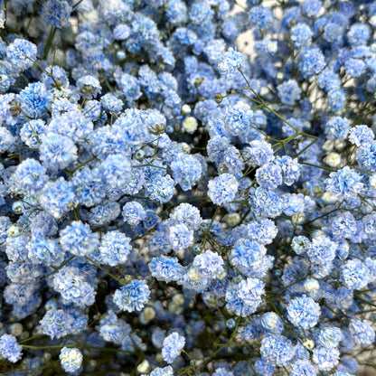 Baby's Breath Dyed - Blue
