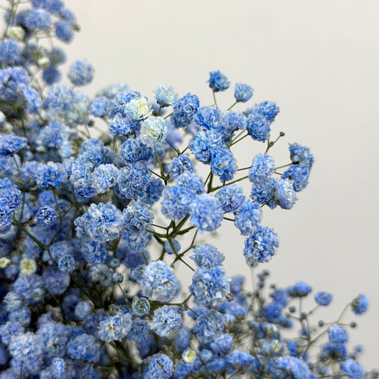 Baby's Breath Dyed - Blue