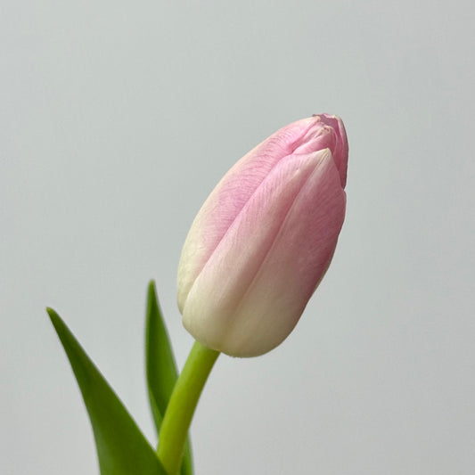 Tulip - Pink