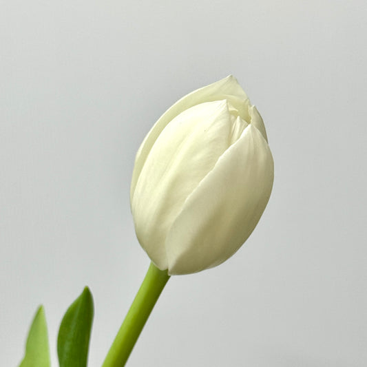 Tulip - White