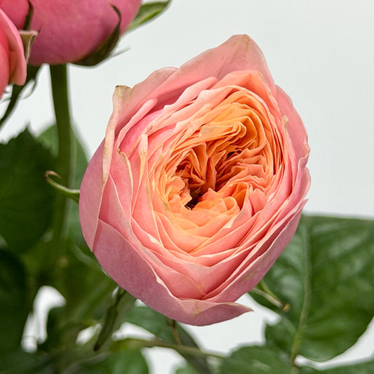 Rose Spray - Pink Butterfly 粉蝴蝶