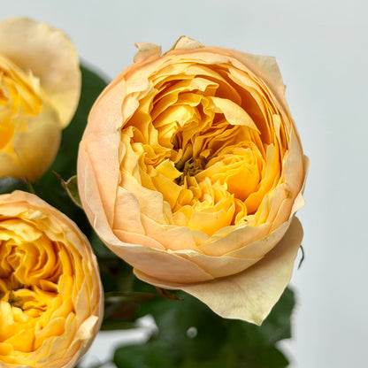 Rose Spray - Yellow Butterfly 黄蝴蝶