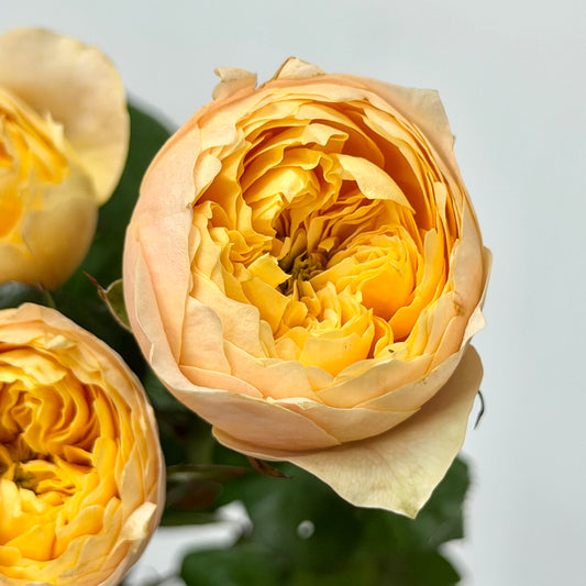 Rose Spray - Yellow Butterfly 黄蝴蝶