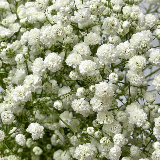 Baby's Breath - White
