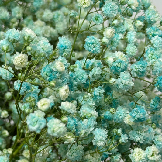 Baby's Breath Dyed - Turquiose Green
