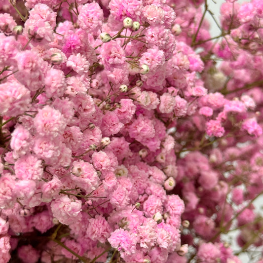 Baby's Breath Dyed - Pink
