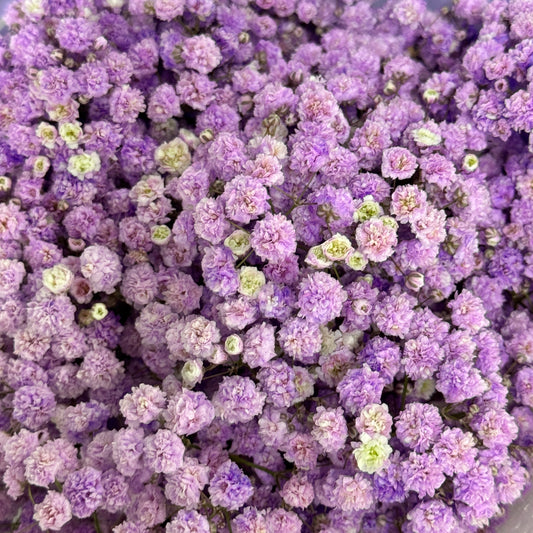 Baby's Breath Dyed - Purple