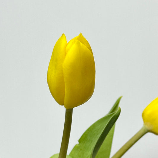 Tulip - Yellow