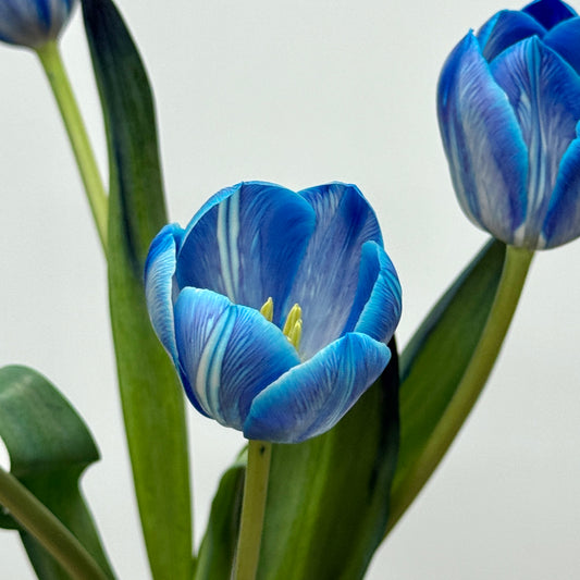Tulip Dyed - Blue